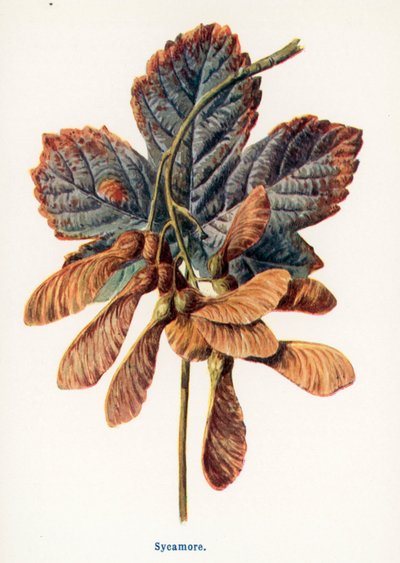  作： Frederick Edward Hulme