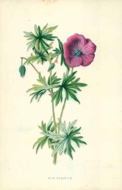 野生のゼラニウム 作： Frederick Edward Hulme