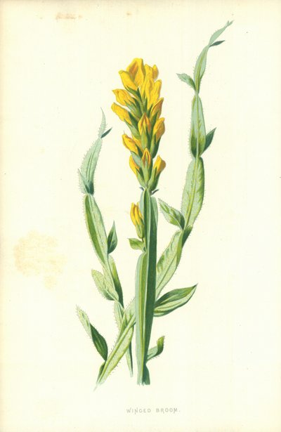 翼のあるほうき 作： Frederick Edward Hulme
