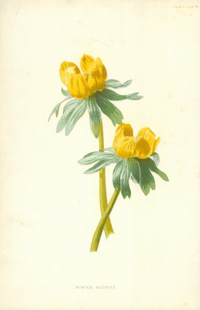 冬のトリカブト 作： Frederick Edward Hulme