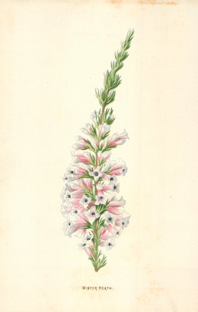 冬のヒース 作： Frederick Edward Hulme