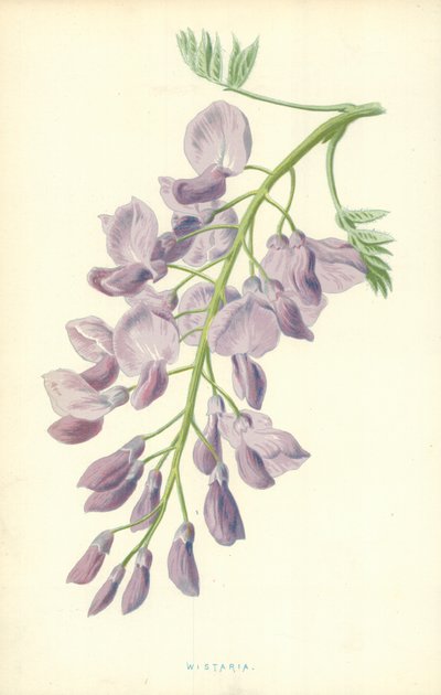 ウィスタリア 作： Frederick Edward Hulme
