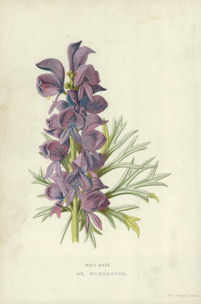 ウルフベイン。または、Monkshood 作： Frederick Edward Hulme