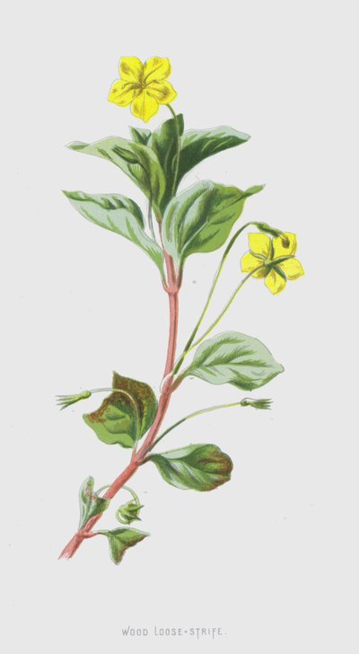 Wood Loose-Strife（クロモリト） 作： Frederick Edward Hulme