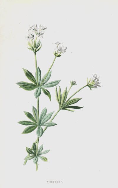 ウッドラフ（クロモリト） 作： Frederick Edward Hulme