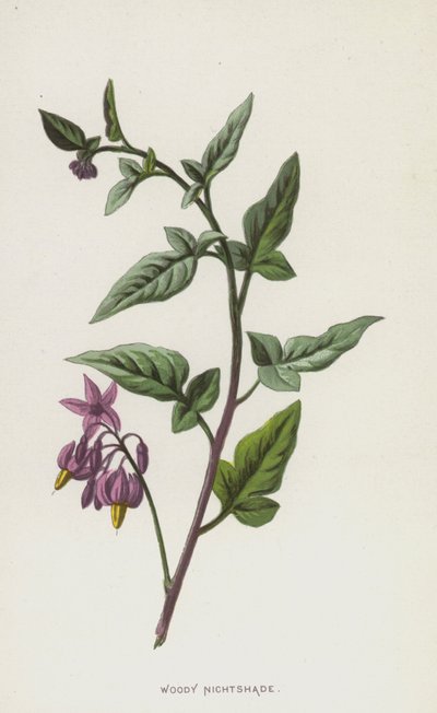 ウッディナイトシェード（クロモリト） 作： Frederick Edward Hulme