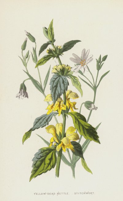 イエローデッドイラクサ、スティッチワート（クロモリト） 作： Frederick Edward Hulme