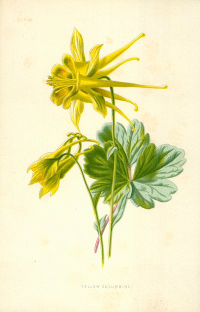 黄色のコロンバイン 作： Frederick Edward Hulme