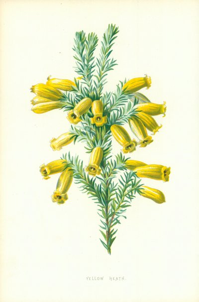 黄色いヒース 作： Frederick Edward Hulme