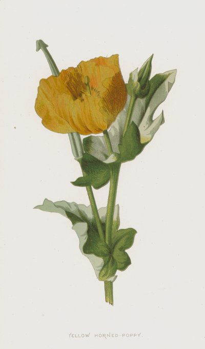 黄色のツノケシ（クロモリト） 作： Frederick Edward Hulme