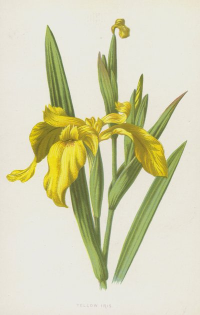 黄色いアイリス（クロモリト） 作： Frederick Edward Hulme