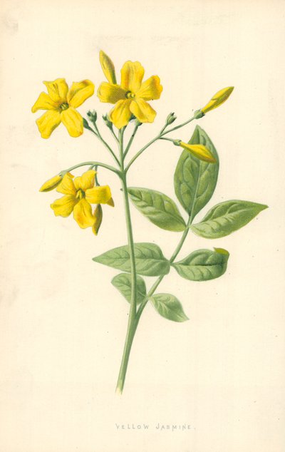 黄色いジャスミン 作： Frederick Edward Hulme