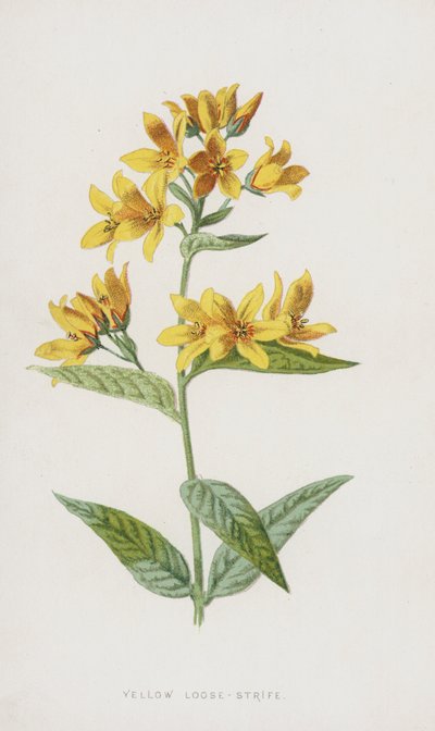 黄色のゆるい筋（クロモリト） 作： Frederick Edward Hulme