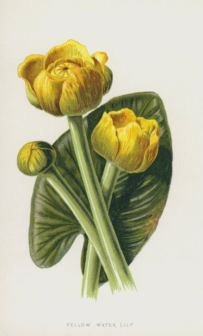 黄色のスイレン（chromolitho） 作： Frederick Edward Hulme