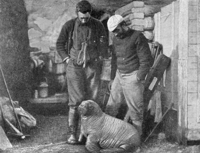 セイウチの子、1899 年。 作： Frederick George Jackson