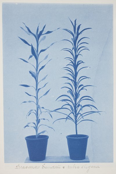 Draconas Sunderii et rubia elogans 19世紀末～20世紀初頭 クリーム色の織紙にシアノタイプ。 作： Frederick K. Coulson