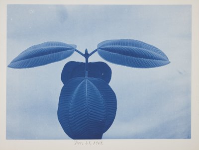 Tibouchina, 11月28日 作： Frederick K. Coulson