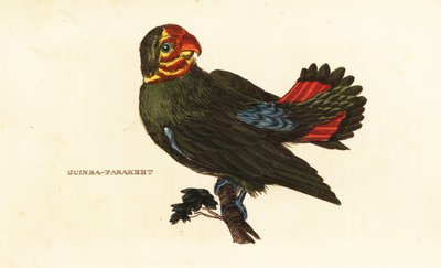 赤毛のラブバード、Agapornis pullarius 作： Frederick Polydor (after) Nodder