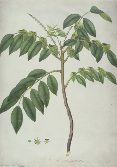 Brucea Antidysenterica、1777（ベラム上のグラファイト上のWCおよびBC） 作： Frederick Polydor Nodder
