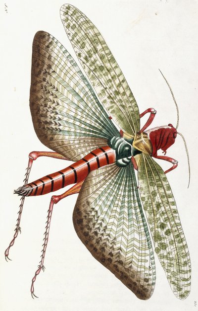 エジプトのイナゴ、1790年 作： Frederick Polydor Nodder