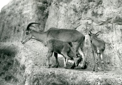 1927年8月、ロンドン動物園のマッピン段丘に2頭の子供を連れて立つバーバリーシープ/Aoudad/Waddan/Arui/Arruis（モノクロ写真）。 作： Frederick William Bond