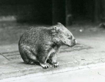 1929年、ロンドン動物園で地面に座る素鼻のウォンバット（モノクロ写真）。 作： Frederick William Bond