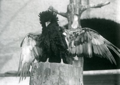 1925年のロンドン動物園で、木の切り株の上に立って翼を広げているバテレウイーグル 作： Frederick William Bond