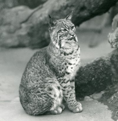 1927年3月、ロンドン動物園に座っているベイリンクスまたはボブキャット 作： Frederick William Bond