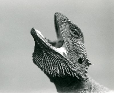 上を向いてぽかんとしているビアード・ドラゴン、ロンドン動物園、1928年8月（モノクロ写真 作： Frederick William Bond
