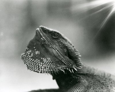 1930年、ロンドン動物園で見上げるフトアゴヒゲトカゲ（モノクロ写真 作： Frederick William Bond