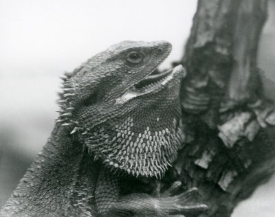 口を開けて枝につかまっているヒゲトカゲ（ロンドン動物園 作： Frederick William Bond