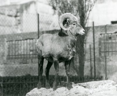 岩の上に立つビッグホーンシープの雄羊が、ロンドン動物園のマッピンテラスのふもとにある自分の囲いを眺めている。1931年(白黒写真) 作： Frederick William Bond