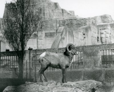 岩の上に立つビッグホーンシープの雄羊が、ロンドン動物園のマッピンテラスのふもとにある自分の囲いを眺めている。1931年(白黒写真) 作： Frederick William Bond