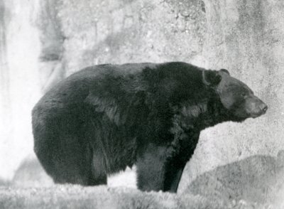 1924年、ロンドン動物園のマッピン段丘にある囲いの中に立つツキノワグマ（モノクロ写真 作： Frederick William Bond