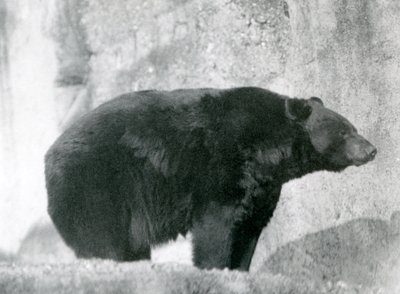 1924年にロンドン動物園のMappin Terracesの囲いに立っているクロクマ 作： Frederick William Bond