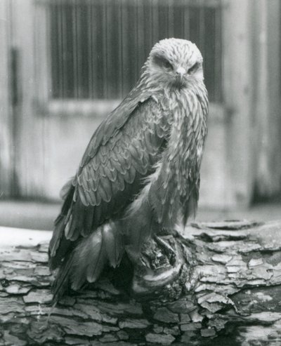 丸太の上で休むクロトビ（ロンドン動物園、1926年8月）（モノクロ写真 作： Frederick William Bond