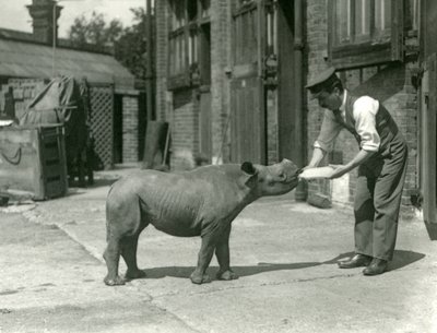 飼育係のロンドン動物園から1928年9月に哺乳されたクロサイの子牛 作： Frederick William Bond