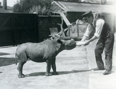 飼育係のロンドン動物園から1928年9月に哺乳されたクロサイの子牛 作： Frederick William Bond