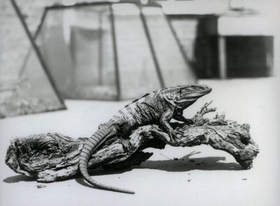 1928年8月、ロンドン動物園の丸太の上で休むクロトゲオトメイグアナ（モノクロ写真 作： Frederick William Bond