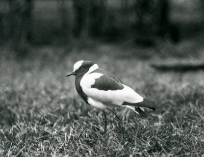 1927年8月、ロンドン動物園で草の上に立っている鍛冶屋ラッピング 作： Frederick William Bond