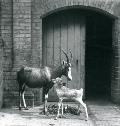 1914年6月、ロンドン動物園に母親といるブレズボックの子牛 作： Frederick William Bond