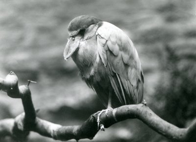 1924年6月、ロンドン動物園の枝に座っているボート請求サギ、またはハシビロコウ 作： Frederick William Bond