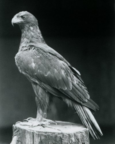 1926年6月にロンドン動物園で木の切り株に立っているブートドイーグル 作： Frederick William Bond