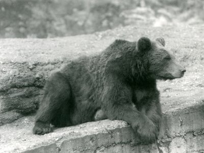 1924年にロンドン動物園の棚で休んでいるヒグマ 作： Frederick William Bond