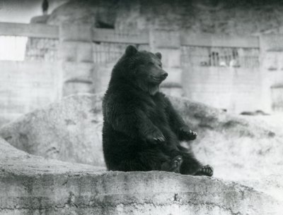 1921年9月、ロンドン動物園のMappin Terracesのふもとの囲いに座っているヒグマ 作： Frederick William Bond