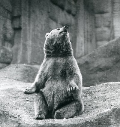 1927年9月にロンドン動物園の岩だらけの棚に座っているヒグマ 作： Frederick William Bond