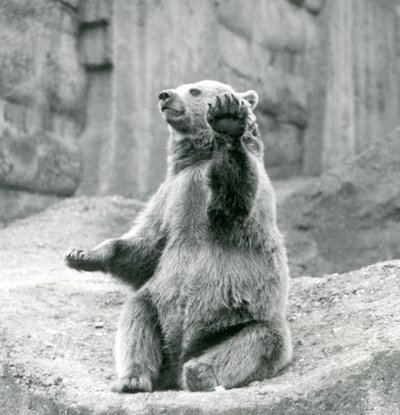 1927年9月、ロンドン動物園の前足の1つを振っている岩だらけの棚の上に座っているヒグマ 作： Frederick William Bond