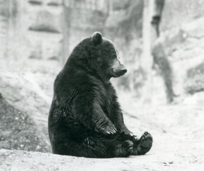 1928年6月、ロンドン動物園のマッピンテラスの岩の上に座っているヒグマ 作： Frederick William Bond