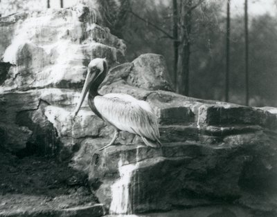 1927年6月にロンドン動物園の岩の上に立っている茶色のペリカン 作： Frederick William Bond