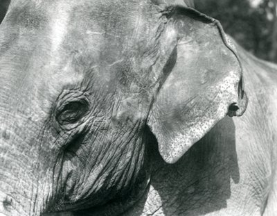 ビルマゾウ、ロンドン動物園、1926年9月 作： Frederick William Bond